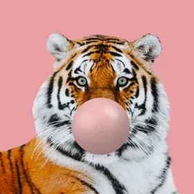 Image d'un tigre avec une bulle de chewing-gum