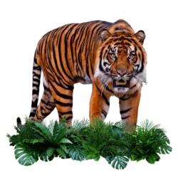 Image d'un tigre 