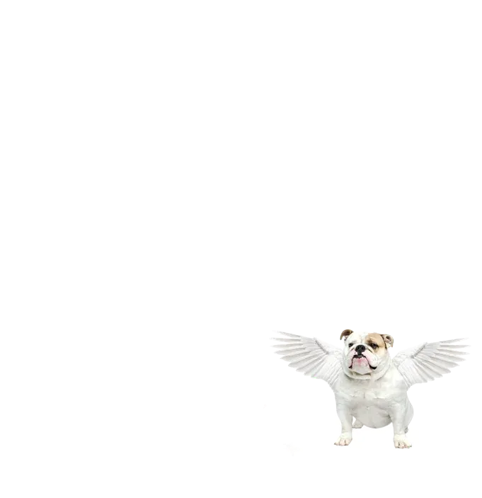 Dog with wings