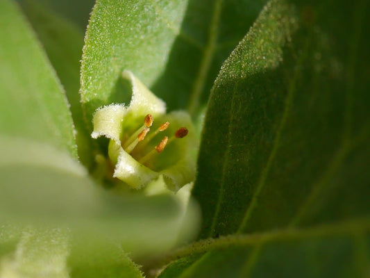 Découvrir l’ashwagandha