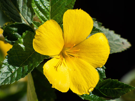 Plantes adaptogènes et stress : combo gagnant ?